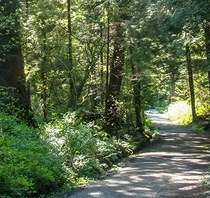 2009.May.09-Enright -Red Cedar Forest-01