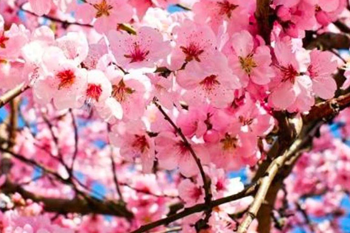 cherry blossom self guided tour 2