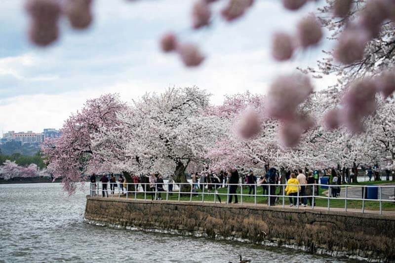 self guided cherry blossom tour highlight 2