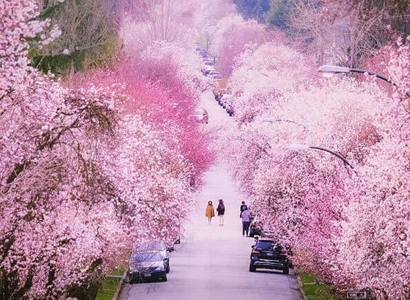 self-guided-cherry-blossom-tour-highlight-3 self guided cherry blossom tour highlight 3 e1701382852841