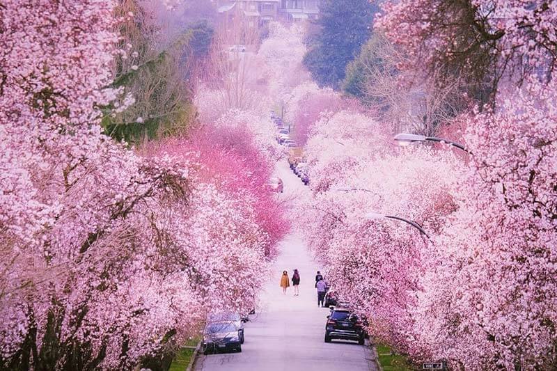 self guided cherry blossom tour highlight 3
