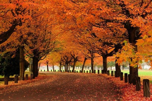 autumn leaves in a park