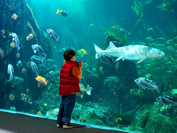 Vancouver Aquarium 4