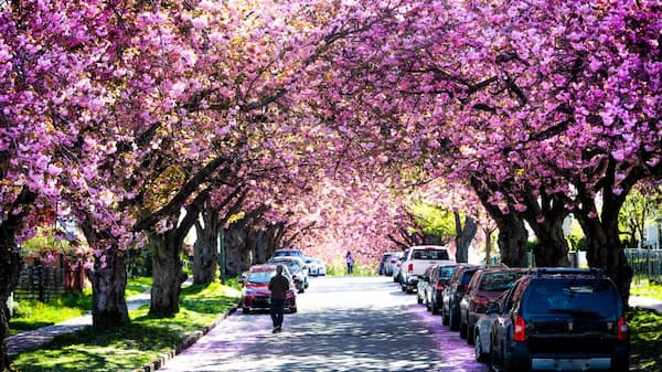 A Vancouver street lined with cherry blossoms on both sides