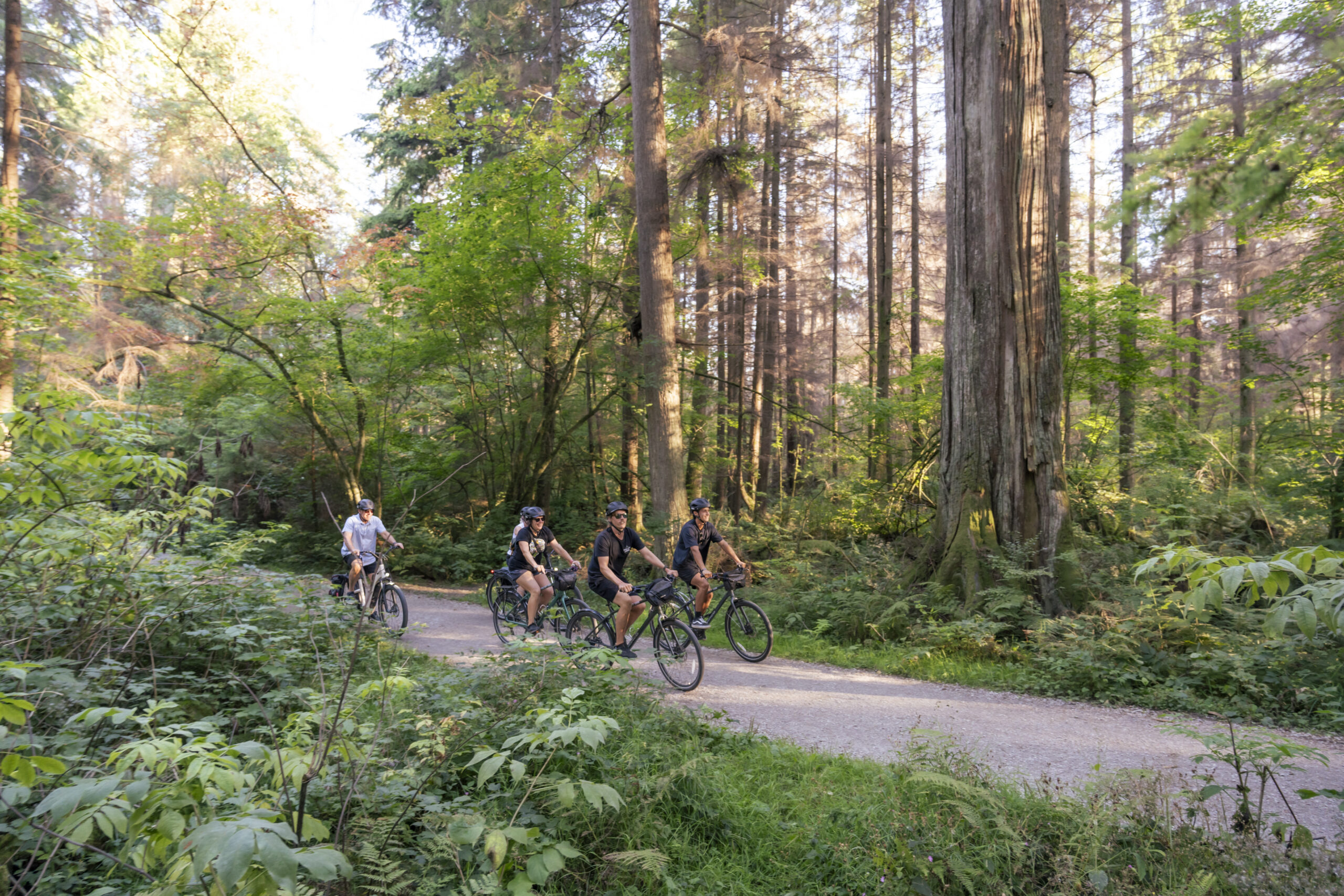 Four cyclists riding through Stanley Park on the Stanley Park Bike Tour.