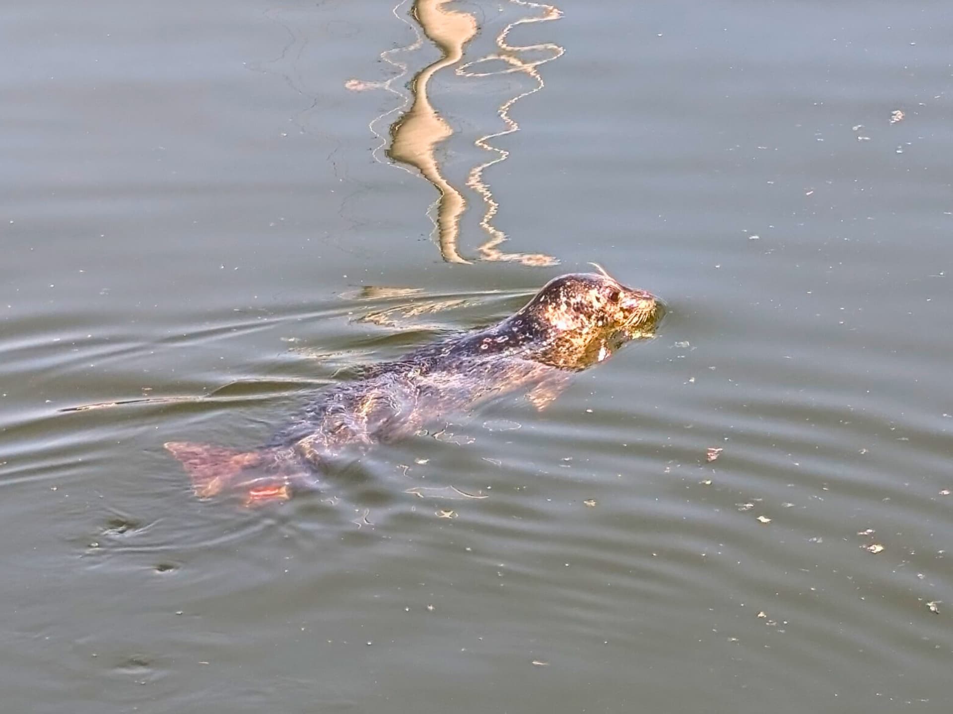 a seal is seen in the water