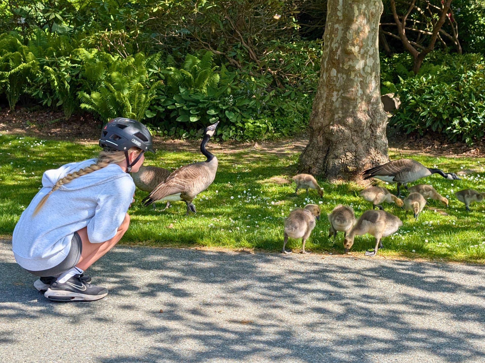 a young girl swats down to say hello to Canadian geese and their goslings